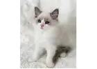Ragdoll-Kätzchen mit Charakter – Ihr neues Familienmitglied wartet