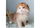 Scottish Fold kaufen – Reinrassig, gesundheitsgeprüft & sozialisiert