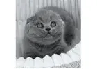Scottish Fold Kitten gesucht? Hier werden Sie fündig!