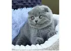 Charmante Scottish Fold Katzen – Züchter direkt, geprüfte Gesundheit