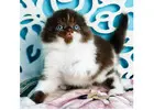 Scottish Fold Kätzchen mit Charakter – Ihr neues Familienmitglied wartet