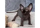 Sphynx-Kätzchen zu verkaufen – Einzigartig & voller Zuneigung