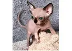 Sphynx-Kätzchen kaufen – Reinrassig, gesund & voller Persönlichkeit
