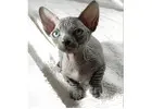 Sphynx Kitten gesucht? Hier werden Sie fündig!