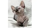 Außergewöhnliche Sphynx Katzen – Züchter direkt, geprüfte Gesundheit