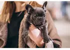 French Bulldog Puppies for Sale Ohio from Trusted Breeders
