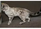 Royal Bengal Cattery Charlotte