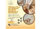 Siberian Cat for Sale in Bangalore