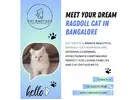 Ragdoll Cat in Bangalore