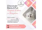 Ragdoll Kittens in Bangalore