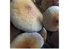 Quality Maui Platinum Mushrooms  for Microscopy Studies
