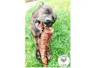 Long-Lasting Chews for Dogs & Puppies