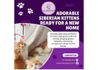 Siberian Kittens for Sale in Bangalore