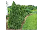 Shop Evergreen Trees Online | Evergreen Trees with Delivery, Planting & 1-Year Warranty