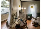 Find Professional Mold Remediation Near Me