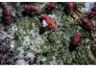 Termite Removal | CPR Pest Services