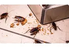 Pest Control Central Coast
