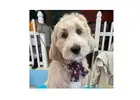 Why Experienced Doodle Groomers Matter For Curly, High-Maintenance Coats