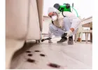 Cockroach Pest Control Central Coast
