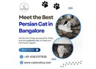 Best Persian Cat in Bangalore