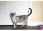 Bengal Kitten Buy – Beautiful, Socialized Bengal