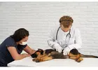 Emergency Dog Clinic Near You – Fast Veterinary Care