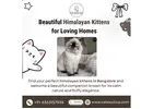 Himalayan Cats in Bangalore