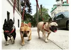Caring Dog Walking in Hoboken, NJ