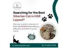 Siberian Cat in HSR Layout