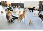 Dog Boarding Wag Lents