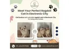 Ragdoll Cat in Electronic City