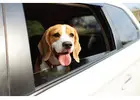 Pet Taxi Services in Delhi NCR – Comfortable Rides