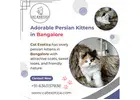 Persian Kittens in Bangalore