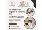 Best Cat in Bangalore