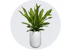 Best Indoor Plants Maintenance Services