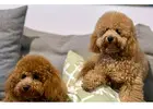 dog grooming Pagewood