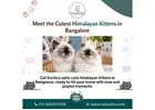Himalayan Kittens in Bangalore