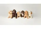 Experience the Charm of an Authentic Australian Labradoodle in Texas