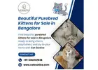 Purebred kittens for sale in Bangalore