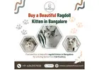 Buy Ragdoll kitten Bangalore