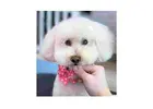 How Can Professional Pet Grooming in Burbank Help Your Pet?