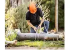 Tree felling Adelaide hills