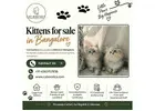 Kittens for sale in Bangalore