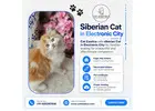 Siberian Cat in Electronic City