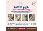 Ragdoll Cat in Richmond Circle