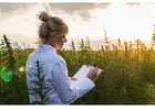 Tax Accounting for Cannabis Business