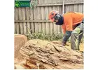 Tree Removal Company Melbourne for Safe and Efficient Removal