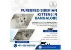Purebred Siberian kittens in Bangalore