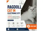 Ragdoll Cat in Electronic City