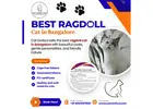 Ragdoll cat breeds in Bangalore